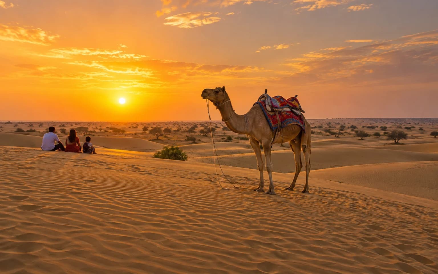 Camel on the golden Sam Sand Dunes near Jaisalmer at sunset